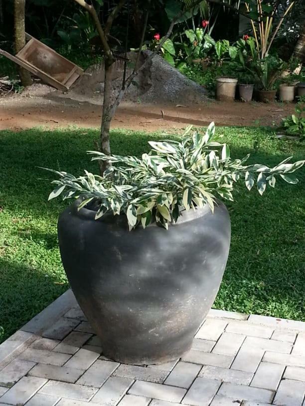 מלון אהנגאמה Casa Blanca מראה חיצוני תמונה